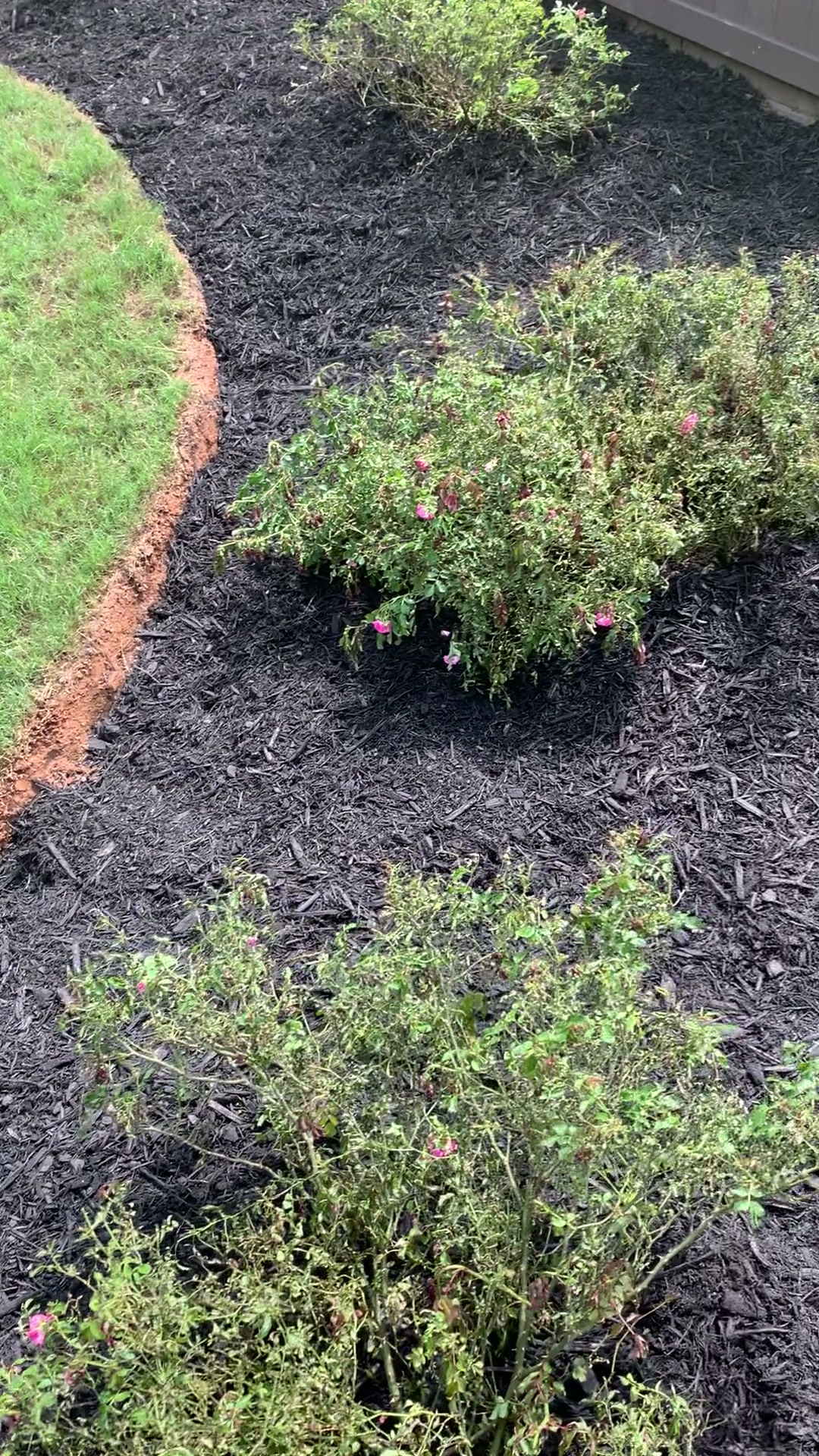 Backyard Transformation